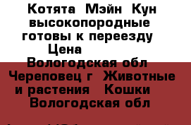 Котята  Мэйн  Кун высокопородные, готовы к переезду › Цена ­ 10 000 - Вологодская обл., Череповец г. Животные и растения » Кошки   . Вологодская обл.